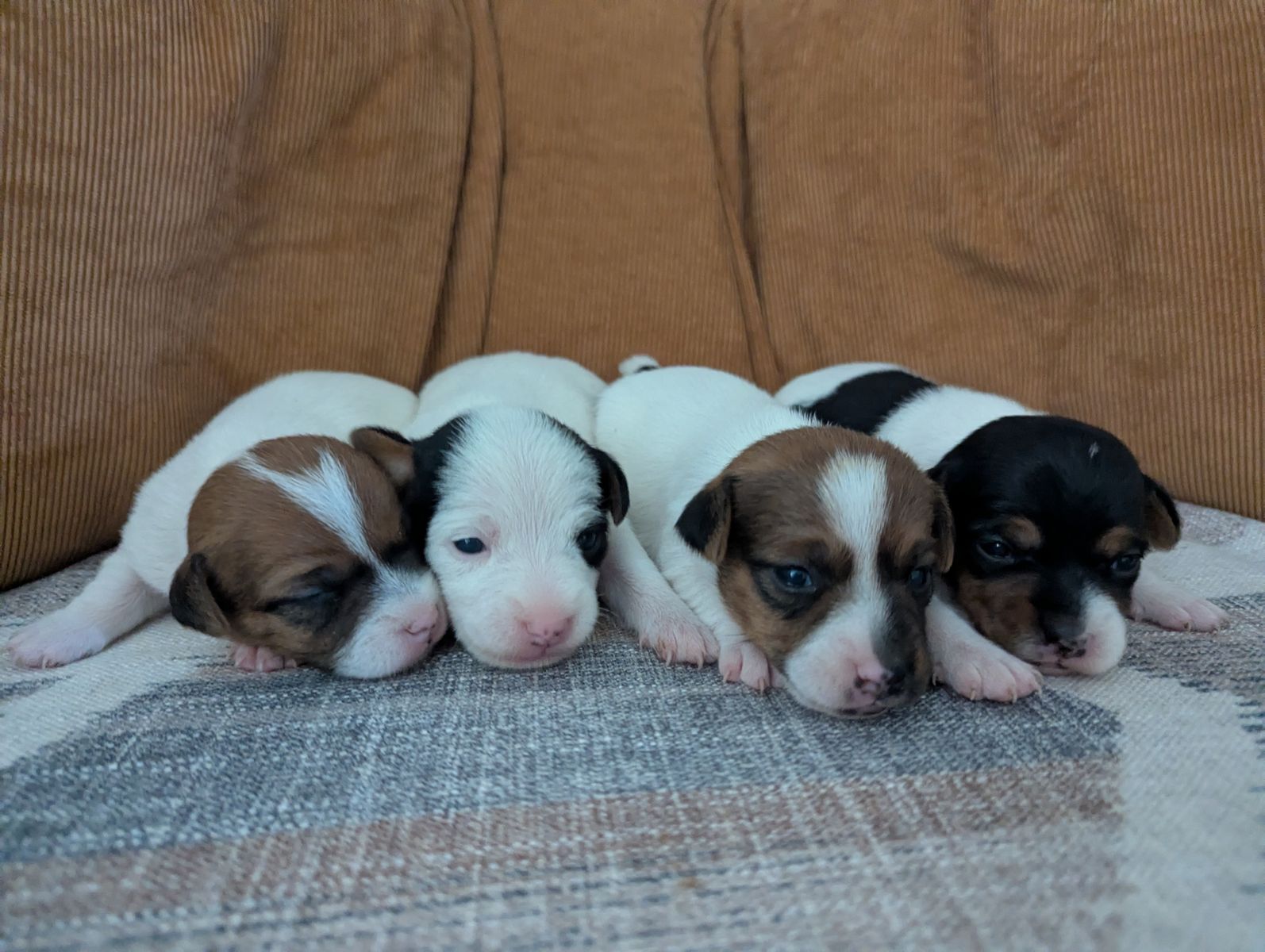 Jack Russell Terrier