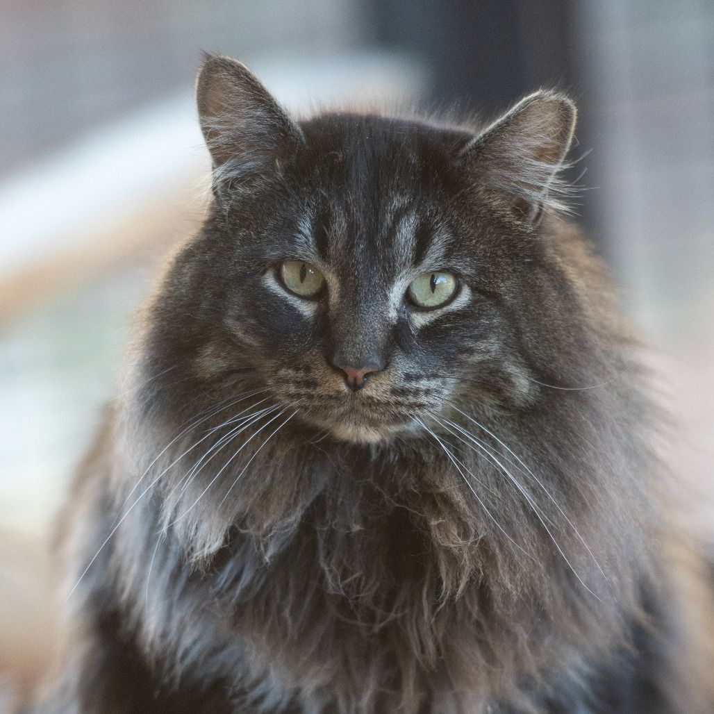 Hello my name is Mountaineer