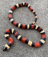 Apricot Pueblan Milk Snake