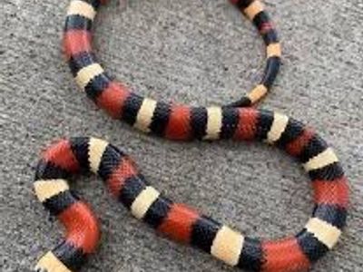 Apricot Pueblan Milk Snake