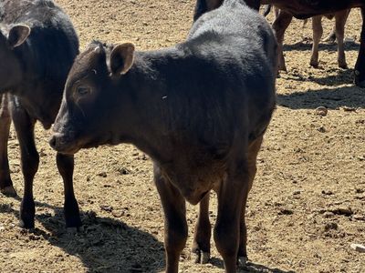 Purebreed Wagyu calves