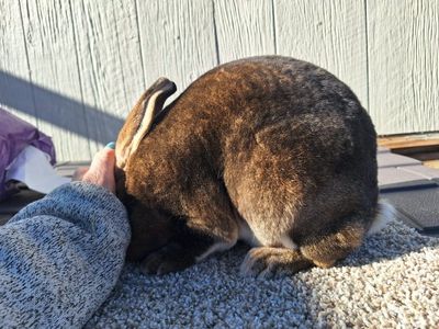 Proven Pedigree Rex Stud