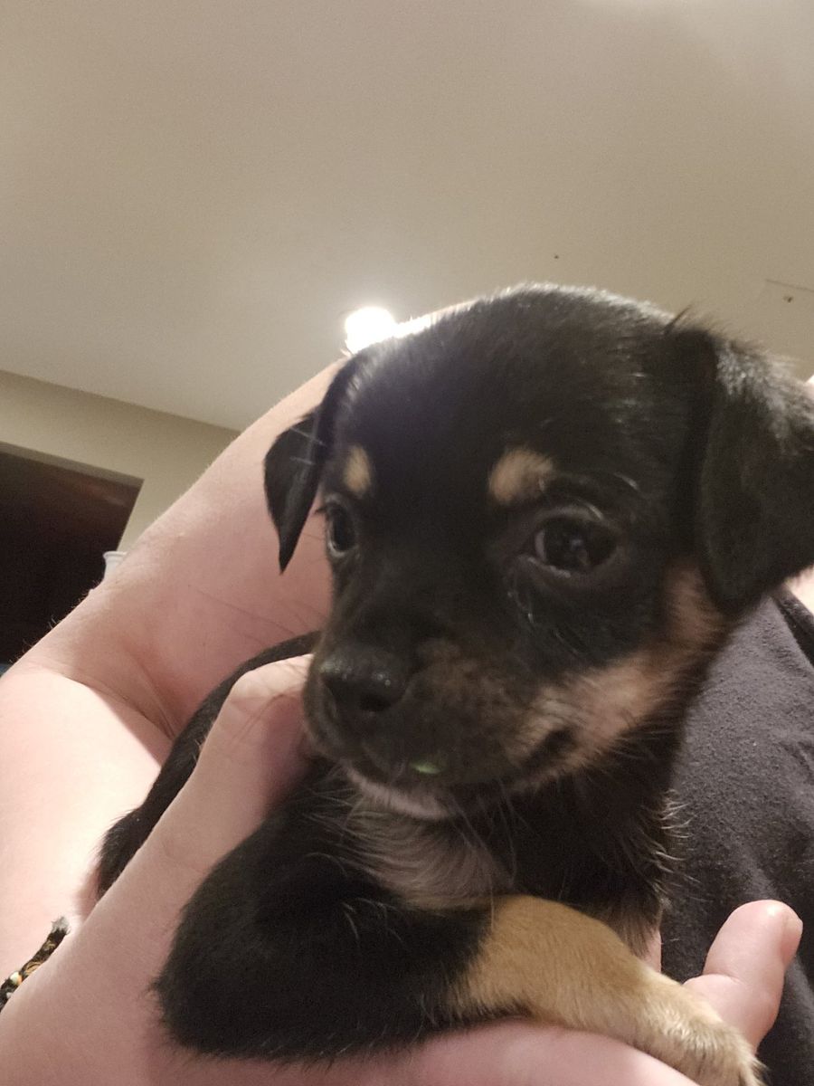 chihuahua pomeranian