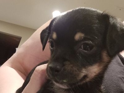 chihuahua pomeranian