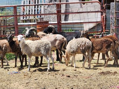 10 one year old Ram Lambs