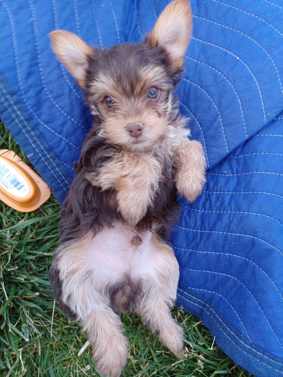 Puppies for sale