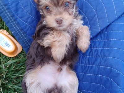Puppies for sale