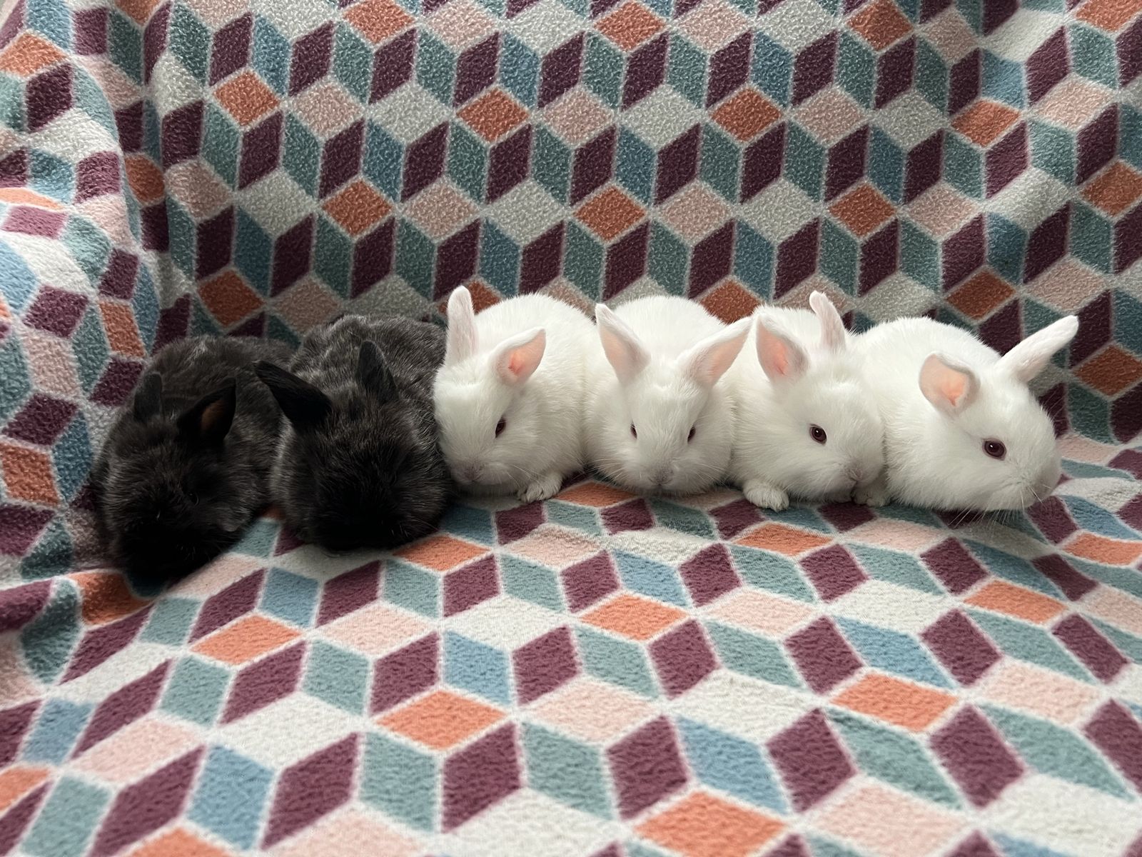 Lionhead Mix Bunnies
