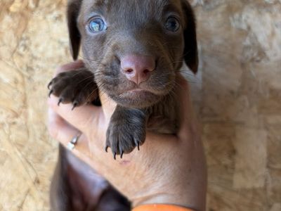 Mini Dachshund Puppies!!!