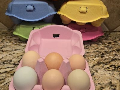 Beautiful Healthy Eggs!