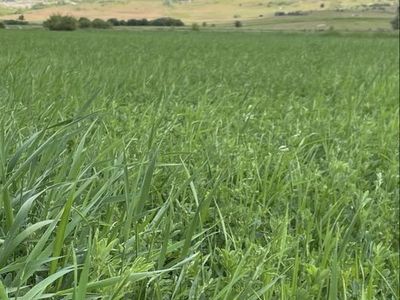 Hay for sale