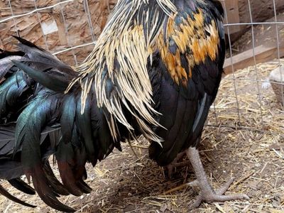 McRae x grey