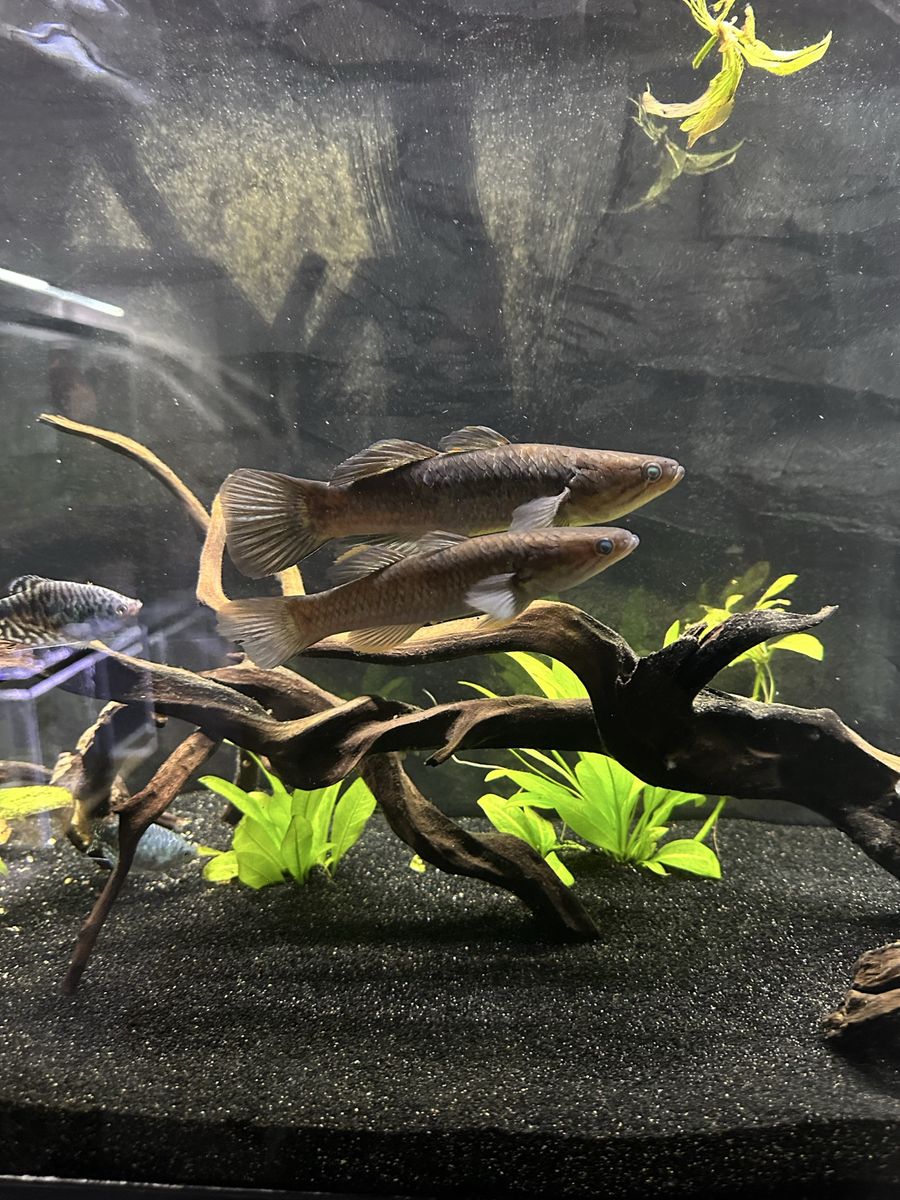 Snakeskin gudgeon pair