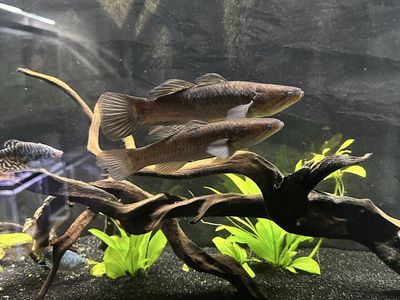 Snakeskin gudgeon pair