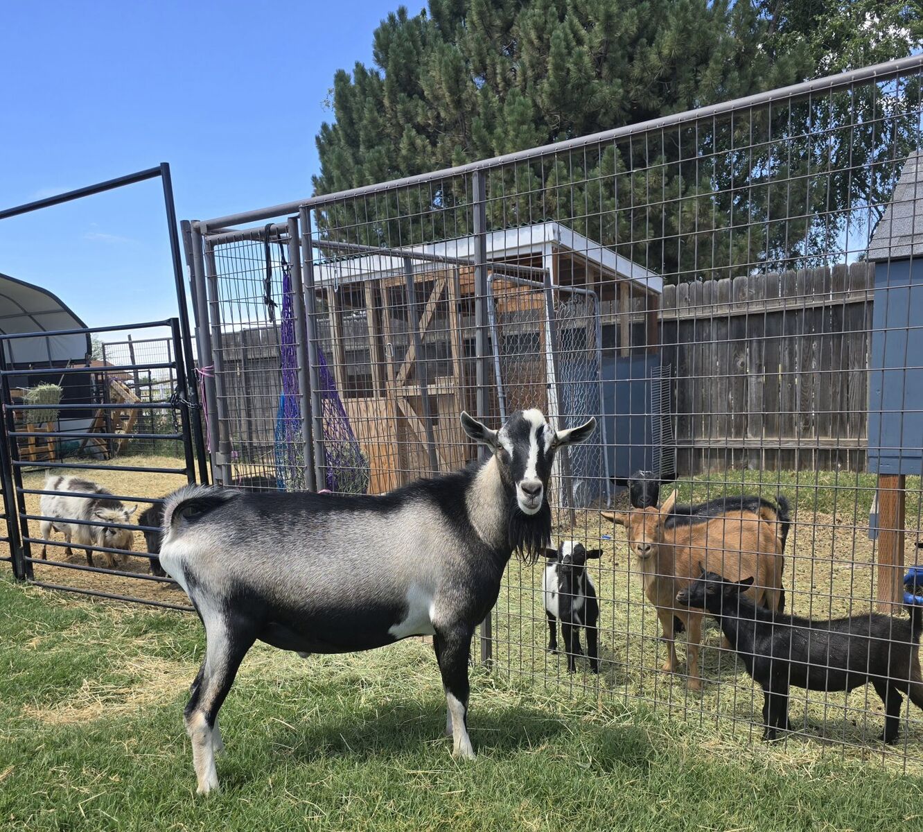 ADGA registered Alpine Buck