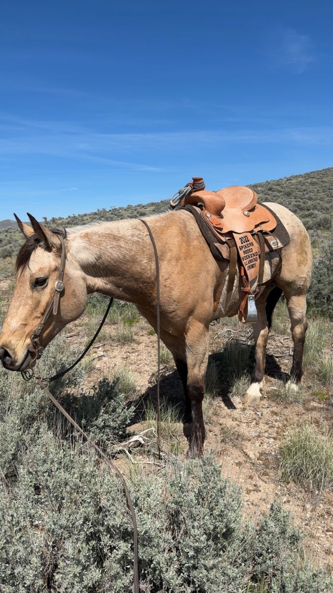 10 yo gelding