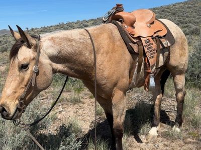 10 yo gelding