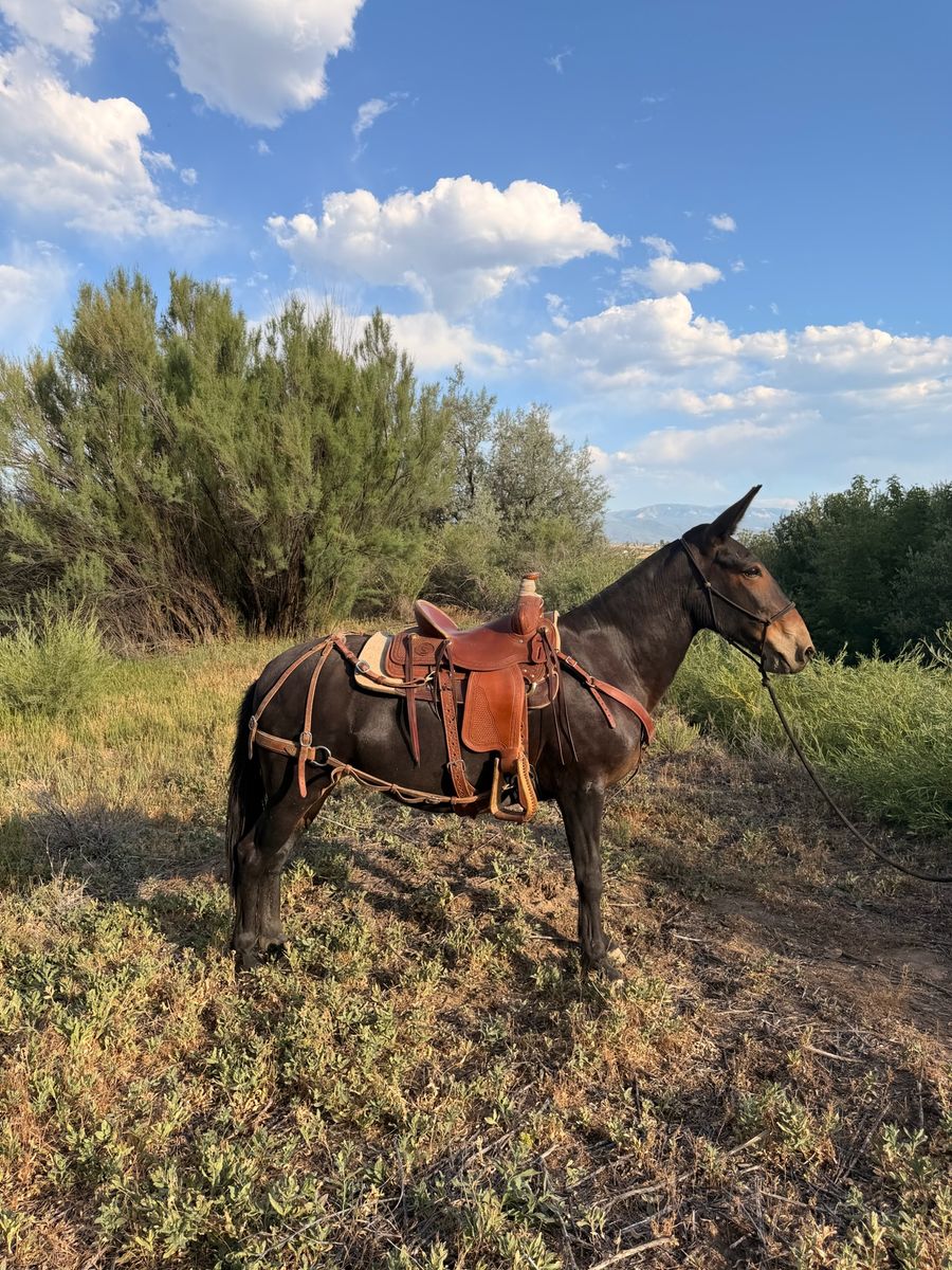 All around beautiful Molly mule
