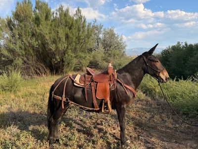 All around beautiful Molly mule