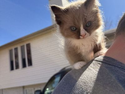 Ragdolls Kittens TICA Certified