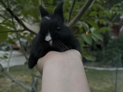 Cute part Netherland dwarf baby bunny rabbits for sale!