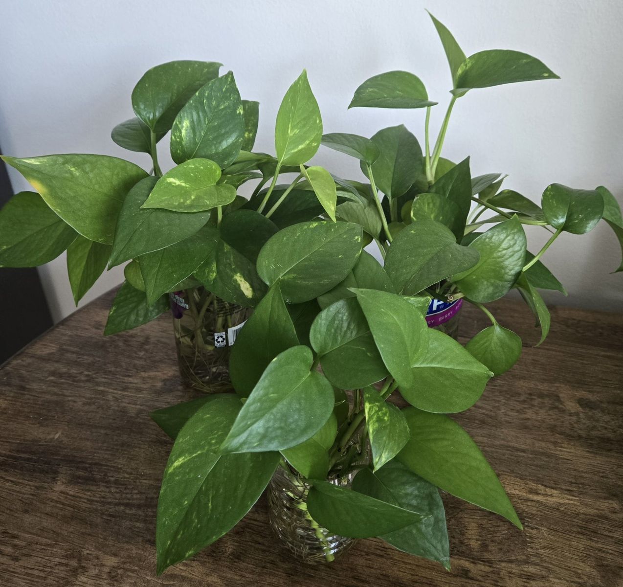 Emerald Pothos Starter Plants