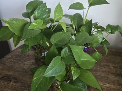 Emerald Pothos Starter Plants