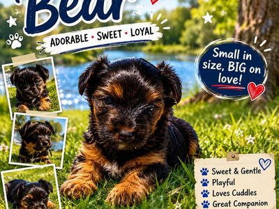 Male Yorkie Puppy