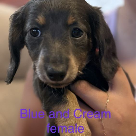 AKC Miniature dachshund puppies