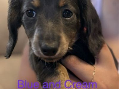 AKC Miniature dachshund puppies