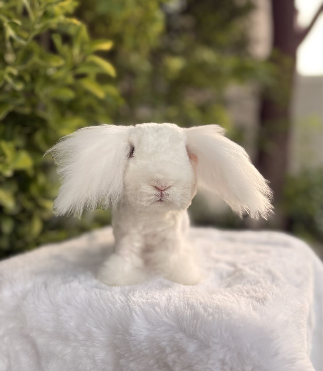 Pedigreed Teddywidder buck (blue eyed white)