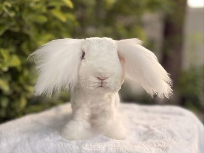 Pedigreed Teddywidder buck (blue eyed white)