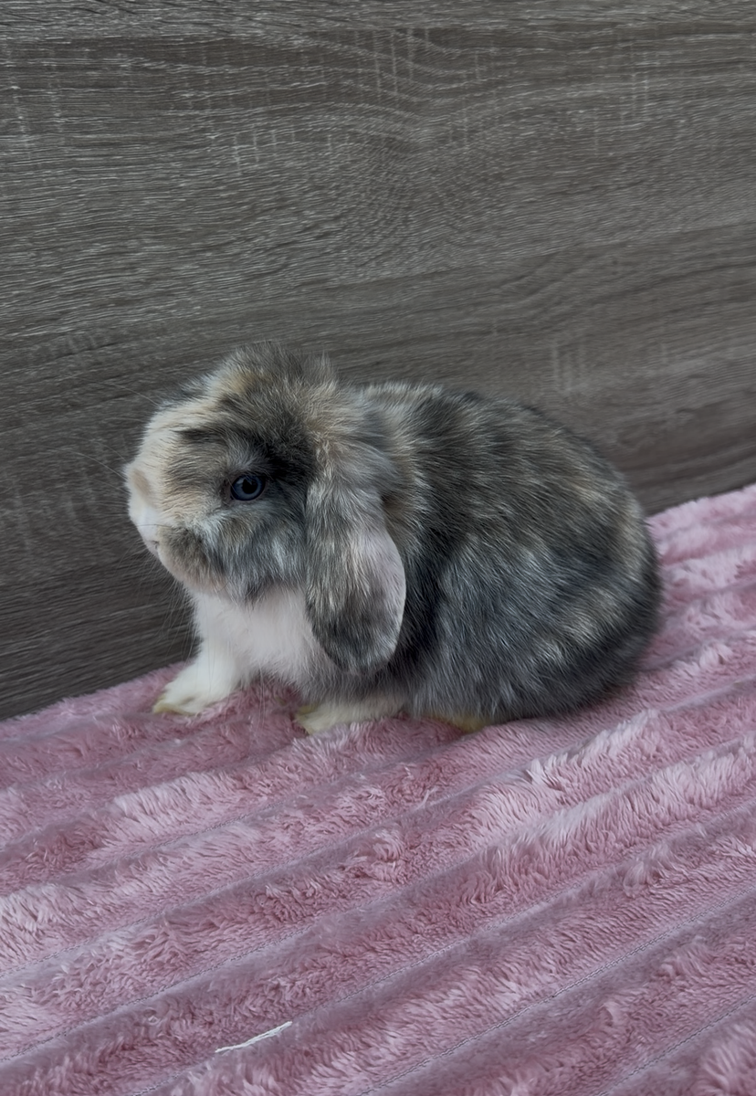 Attention Loving Holland Lop Buck ready to reserve!