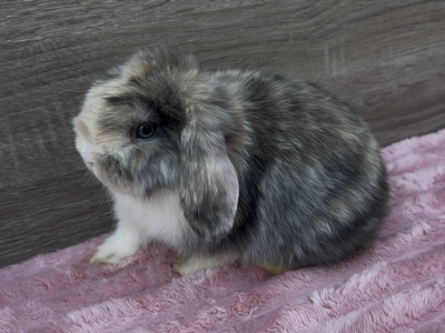 Attention Loving Holland Lop Buck ready to reserve!
