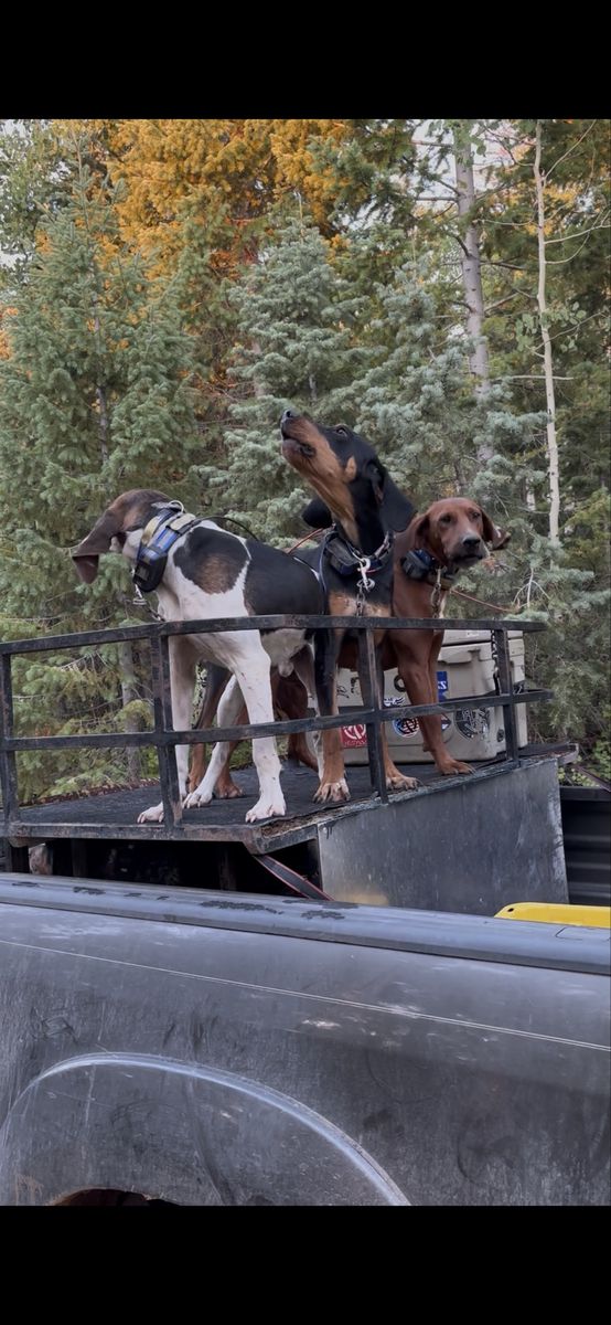 Hounds for sale
