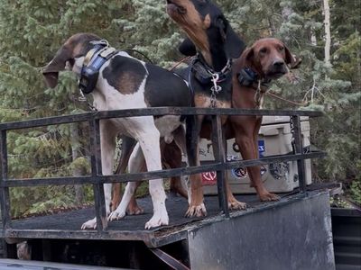 Hounds for sale