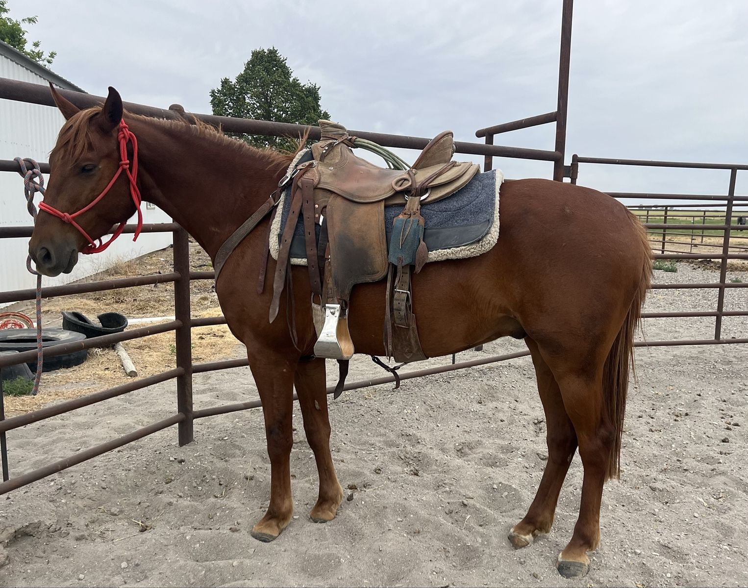 Gelding