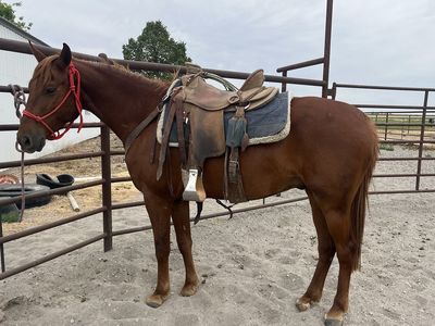 Gelding