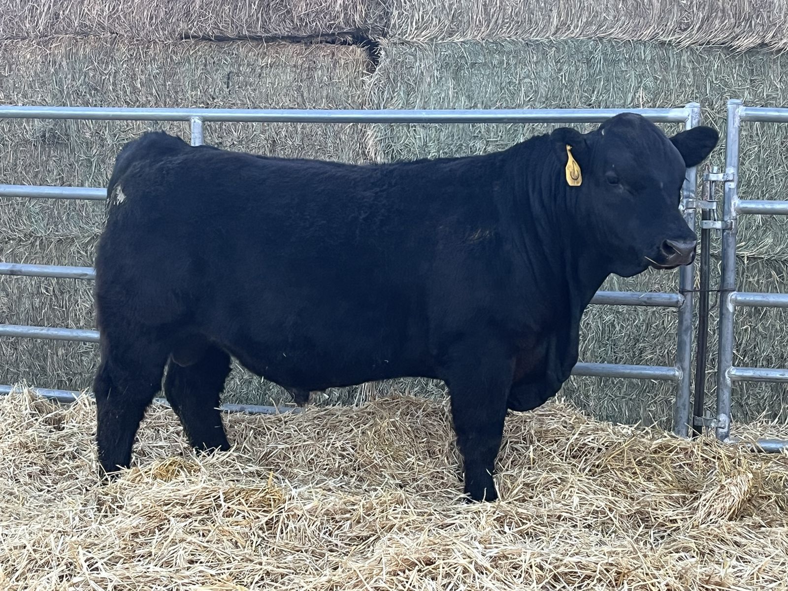 High Quality Simmental/Angus Bulls