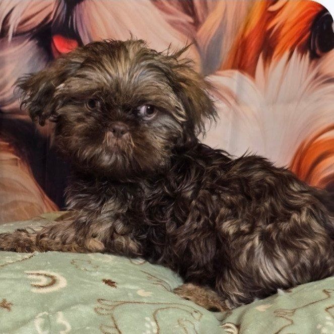 Imperial Shih tzu males