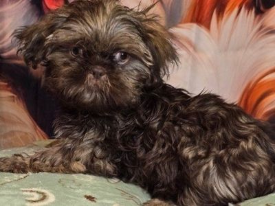Imperial Shih tzu males
