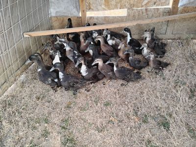 Juvenile Female Ducks
