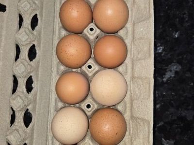 Eggs