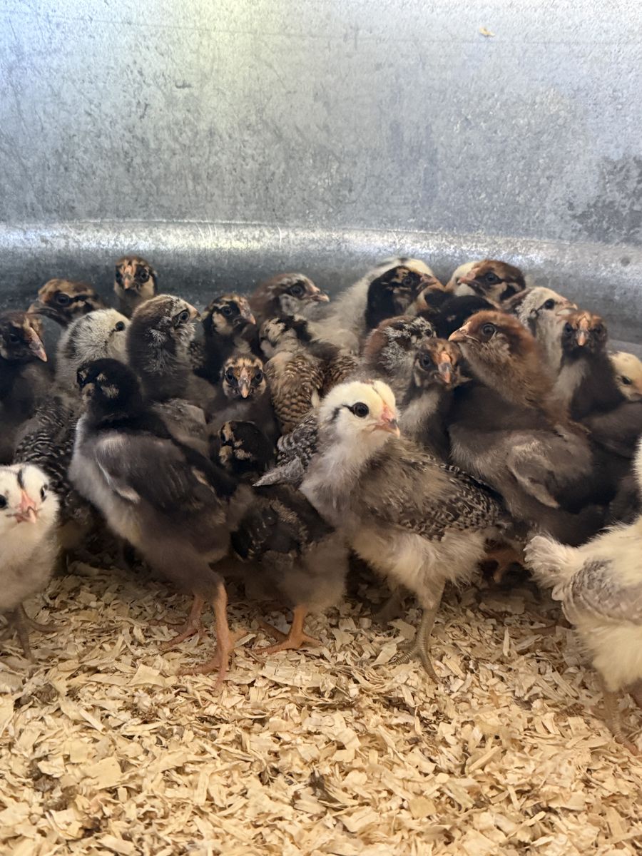 2 month old Chicks