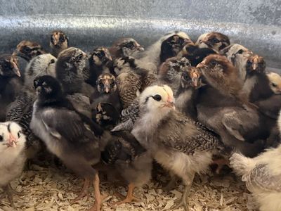 2 month old Chicks