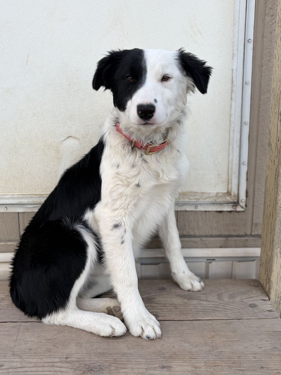 Border Collie/ Aussie
