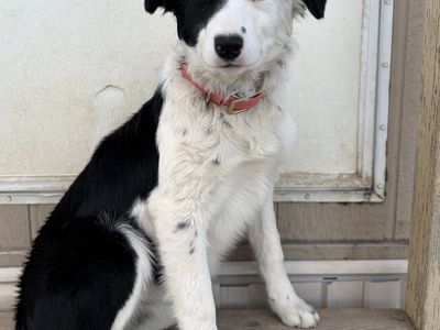 Border Collie/ Aussie