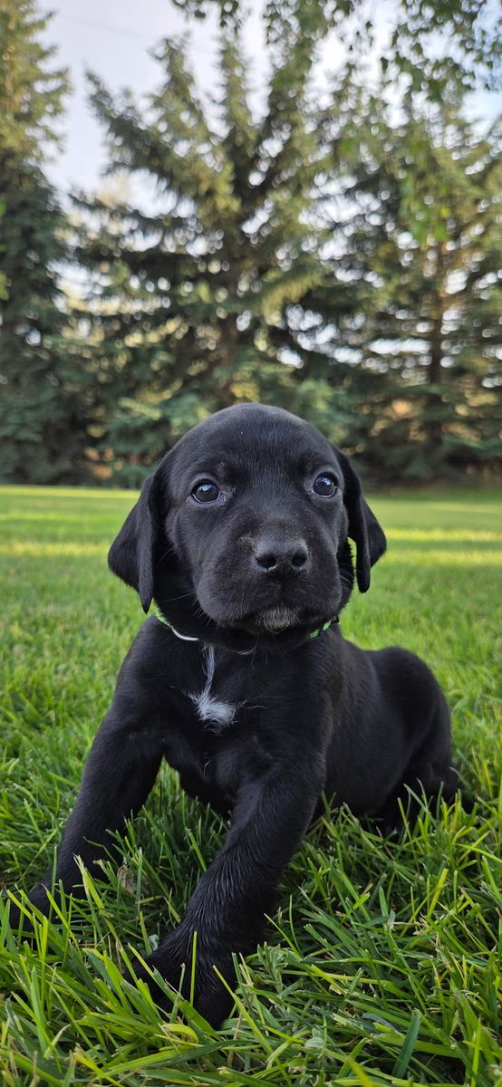 Puppies! Lab/Pointer Cross