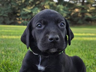 Puppies! Lab/Pointer Cross