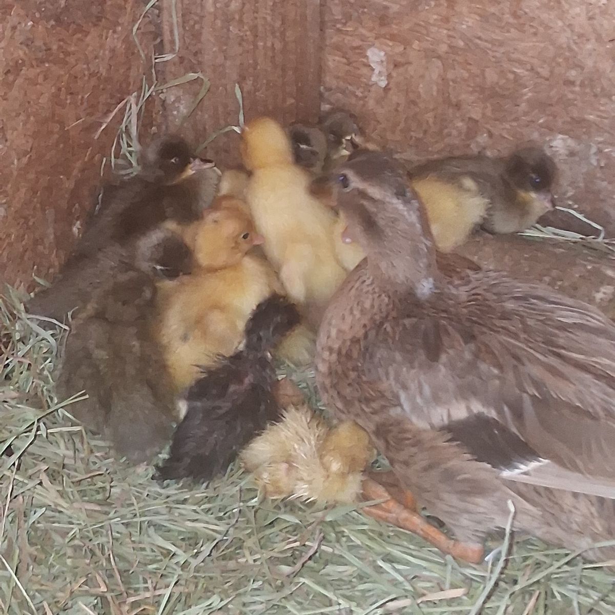 Call Duck Starter flock